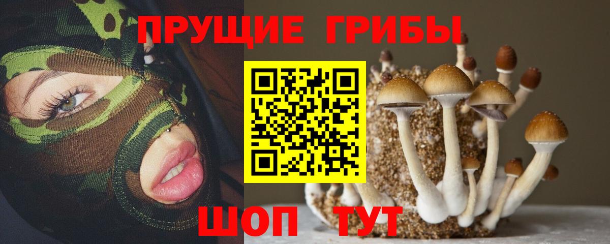 Бердск  что такое   Вход с VPN  Псилоцибиновые грибы MAGIC MUSHROOMS 